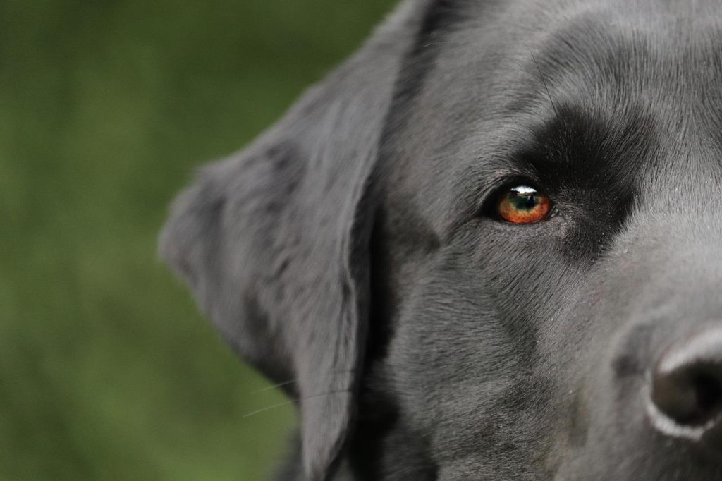 GPS-halsband voor honden met real-time locatiebepaling via smartphone app